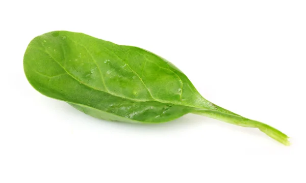 Hoja verde fresca de albahaca aislada sobre blanco —  Fotos de Stock