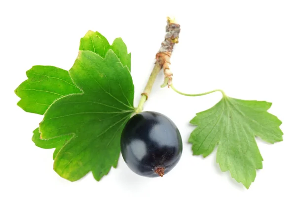 Wild zwarte bessen met groene bladeren geïsoleerd op wit — Stockfoto
