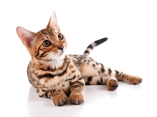 Beautiful Bengal kitten — Stock Photo, Image