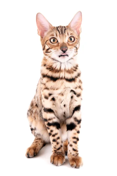 Piękny kot bengalski — Zdjęcie stockowe