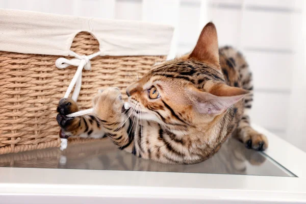 Hermoso gatito de Bengala — Foto de Stock