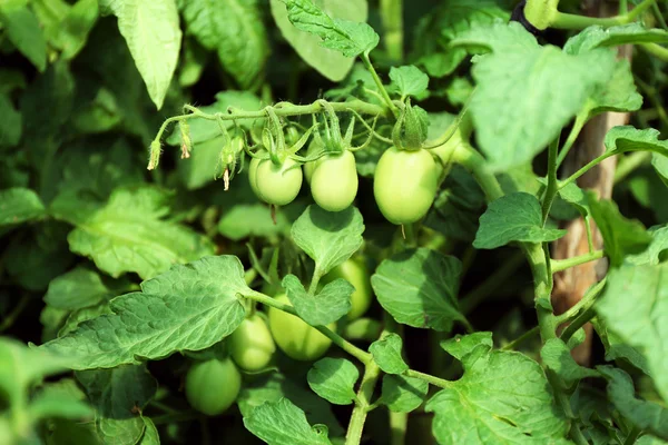 Green tomatoes growing on branches — Stock Photo, Image