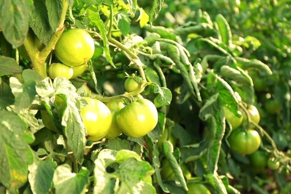 Green tomatoes growing on branches — Stock Photo, Image