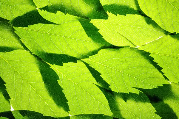 Foglie verdi sfondo — Foto Stock