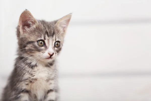 Cute gray kitten — Stock Photo, Image