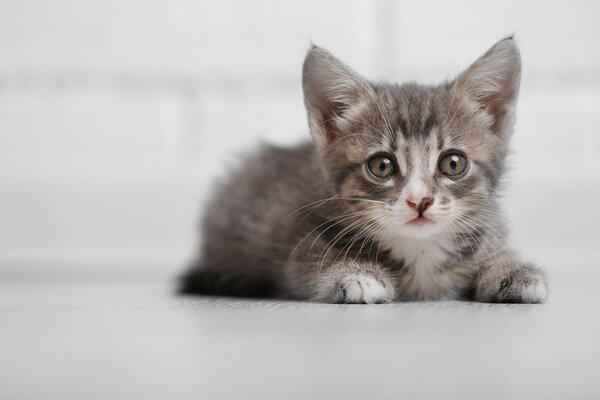 Cute gray kitten