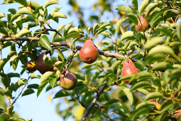 Groene perenboom met vruchten — Stockfoto