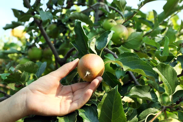 Vrouwelijke hand plukken appel van boom — Stockfoto