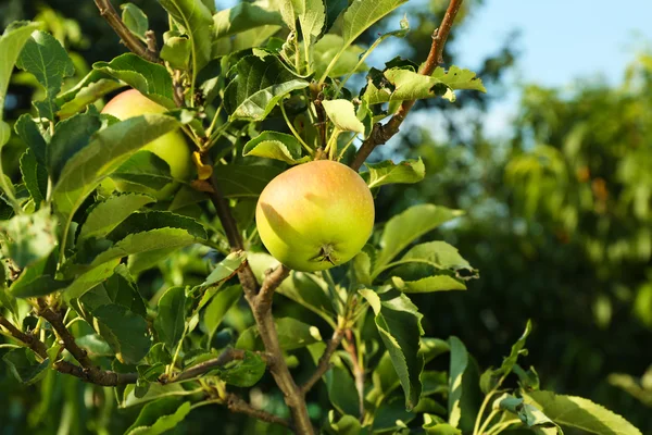 Tak van apple boom close-up — Stockfoto