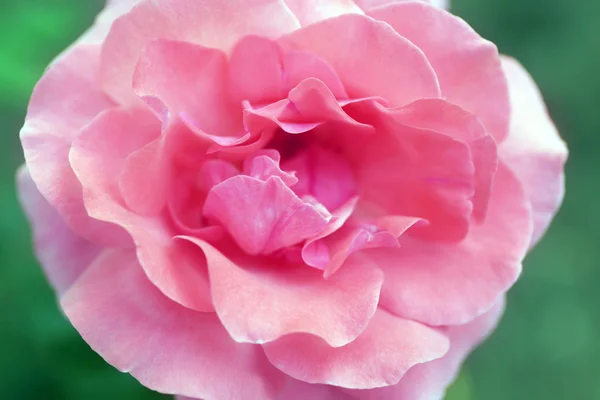 Hermosa rosa rosa de cerca —  Fotos de Stock