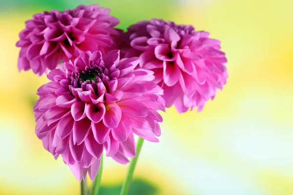 Beautiful asters on bright background — Stock Photo, Image