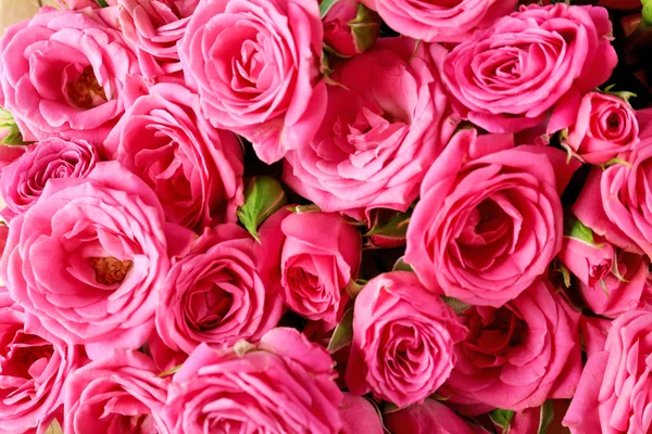 Beautiful roses close up — Stock Photo, Image