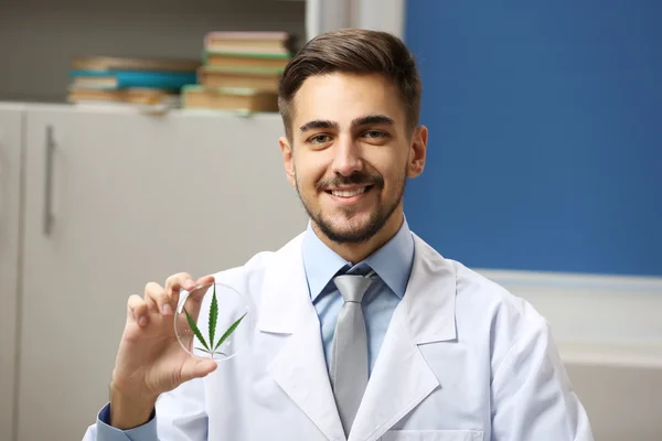Доктор держит зеленый лист конопли — стоковое фото