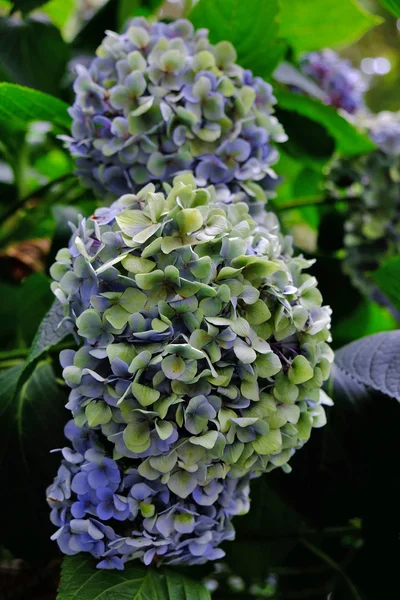 Schöne Hortensien Blumen — Stockfoto