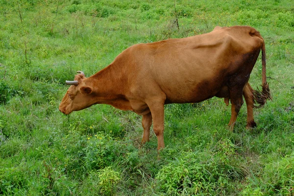 Cow grazing in summer meadow — Stock Photo, Image