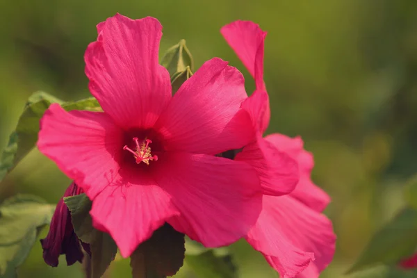 Flor rosa en el jardín —  Fotos de Stock
