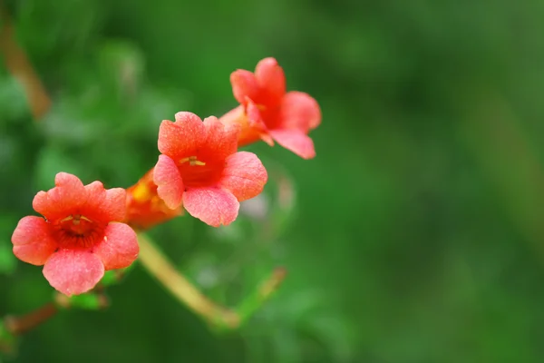 Rosa blomma i trädgården — Stockfoto