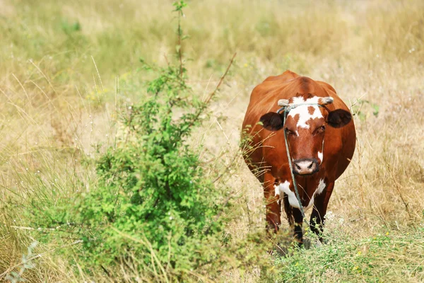 Vaca em pasto de verão — Fotografia de Stock