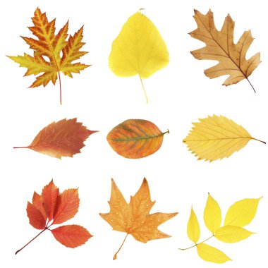 güzel sonbahar yaprakları