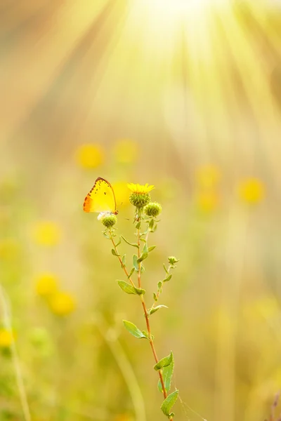 Mooie vlinder op bloem — Stockfoto