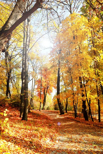 Beautiful autumn trees — Stock Photo, Image