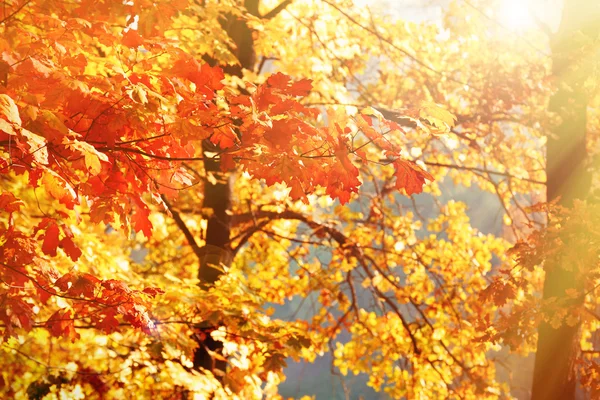 Beautiful autumn tree — Stock Photo, Image