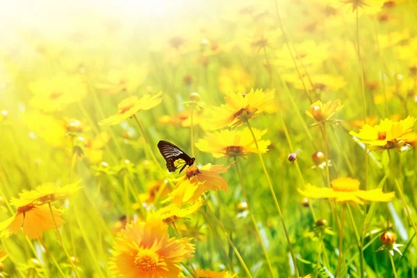 Vlinder aan Kosmos bloem — Stockfoto