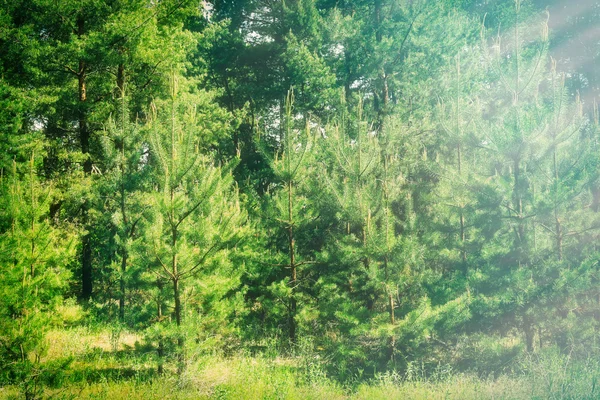 Zelené stromy s slunečního záření — Stock fotografie