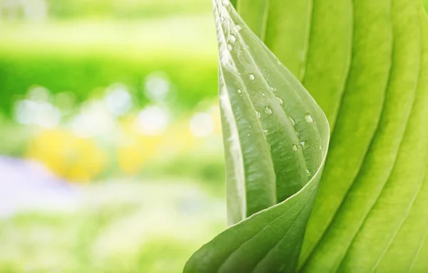 Foglia verde fresco con gocce — Foto Stock