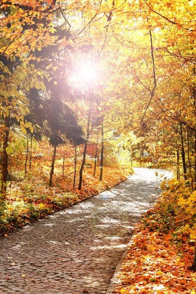 Beautiful autumn trees — Stock Photo, Image