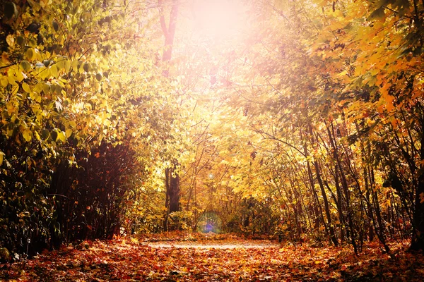 Schöne Herbstbäume — Stockfoto