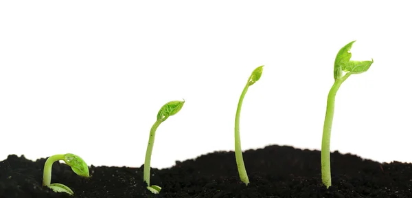 Bean seed germination different stages — Stock Photo, Image