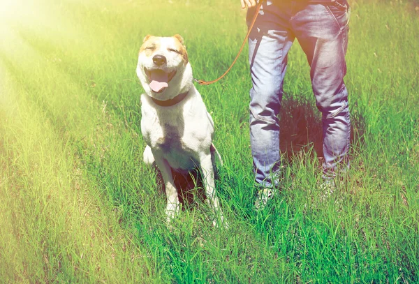 Cão alabai e proprietário — Fotografia de Stock