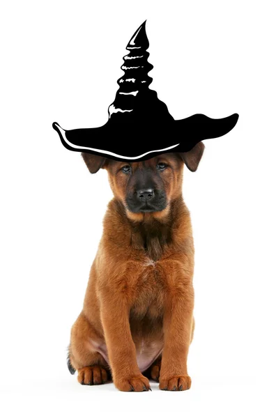 Cão com chapéu de bruxa para o Halloween — Fotografia de Stock