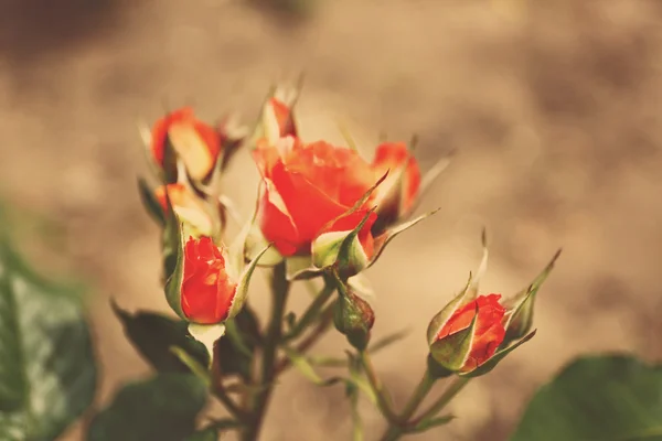 Beautiful roses on green bush in garden — Stock Photo, Image