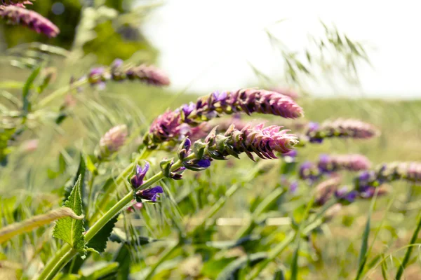 Beautiful wild flowers — Stock Photo, Image