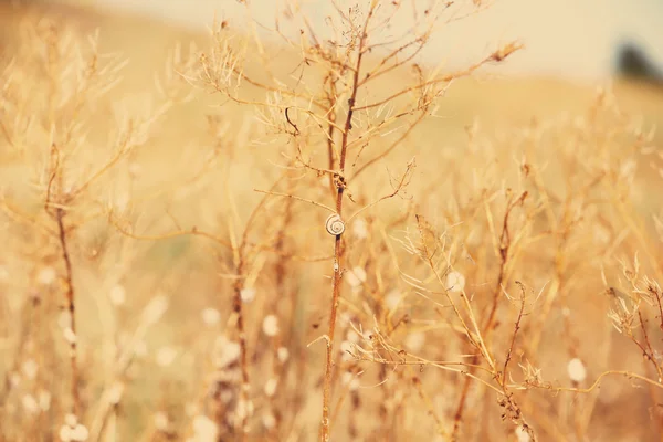 Wiese mit Sonnenlicht — Stockfoto