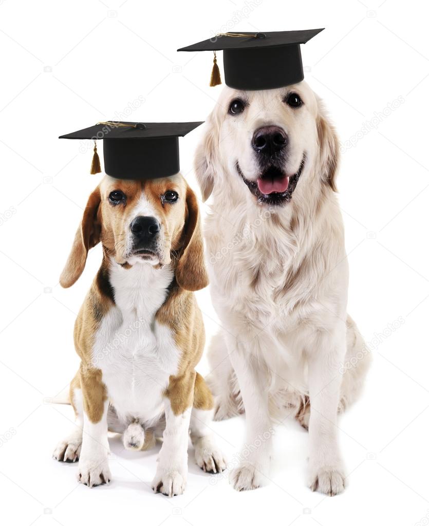 Cute dogs with grad hats Stock Photo by ©belchonock 83013050