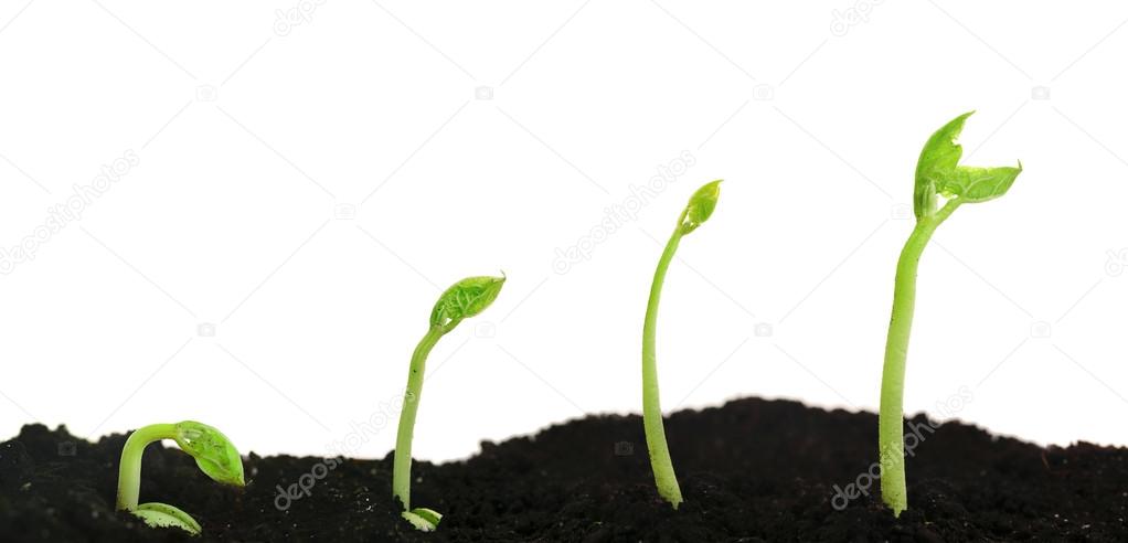 Bean seed germination different stages