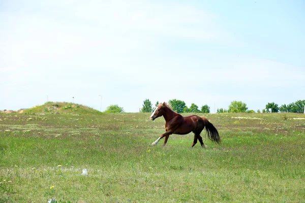 Hermoso caballo marrón pastando en el prado — Foto de Stock