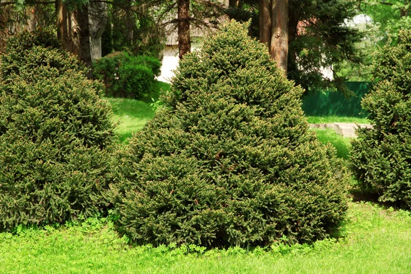 Arbustos verdes no parque — Fotografia de Stock