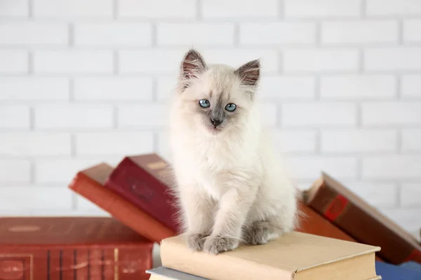 Gatinho bonito com livros no fundo claro — Fotografia de Stock