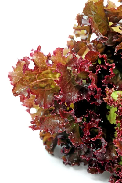 Fresh lettuce isolated on white — Stock Photo, Image