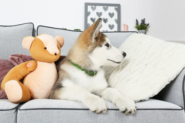 Cute puppy Alaskan Malamute z zabawkami Miś na kanapie, z bliska — Zdjęcie stockowe