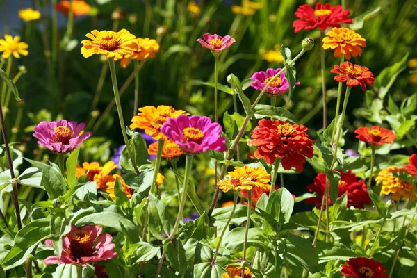 Beautiful flowers bloom in garden — Stock Photo, Image