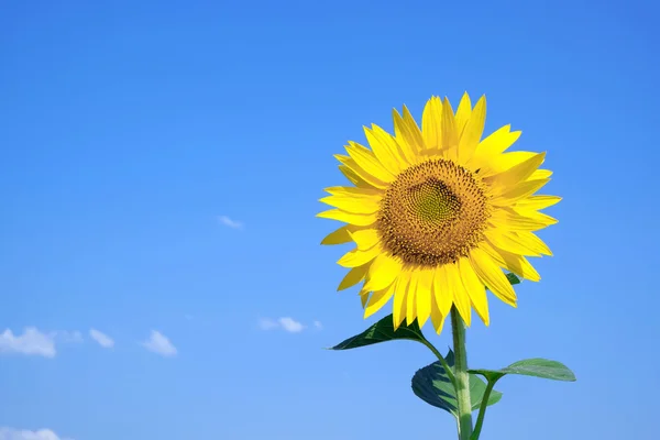 Mooie zonnebloem op blauwe lucht achtergrond — Stockfoto