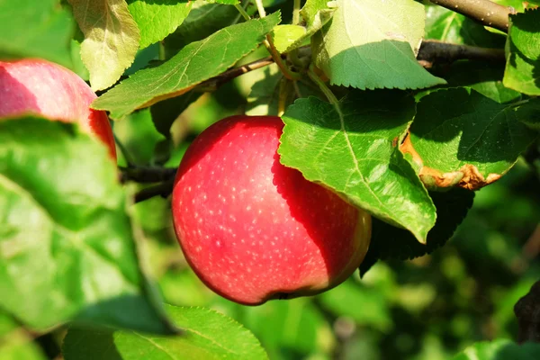 Tak van apple boom close-up — Stockfoto