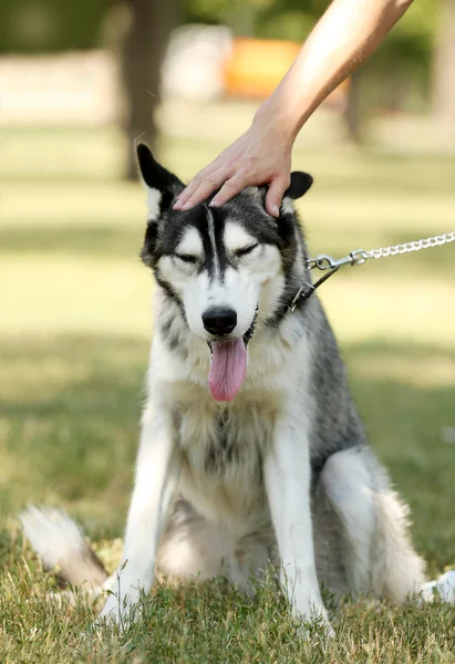 Joven con hermoso perro huskies en el parque — Foto de Stock