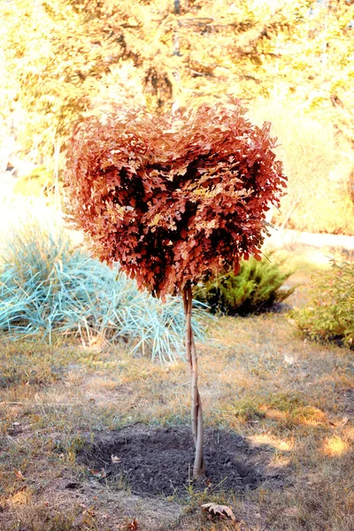 Arbre en forme de coeur dans le parc — Photo