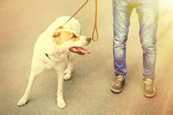 Engraçado grande cão alabai e proprietário, ao ar livre — Fotografia de Stock